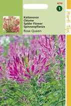 Hortitops Zaden - Cleome Spinosa Rose Queen