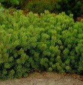 Pinus Mugo Pumilo - Bergden 20-25cm in pot