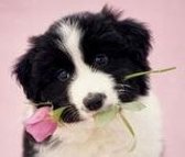memoblok - puppie met roos