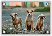 Tuinposter Drie Schattige Honden 60x40cm- Foto op Tuinposter (wanddecoratie voor buiten en binnen)