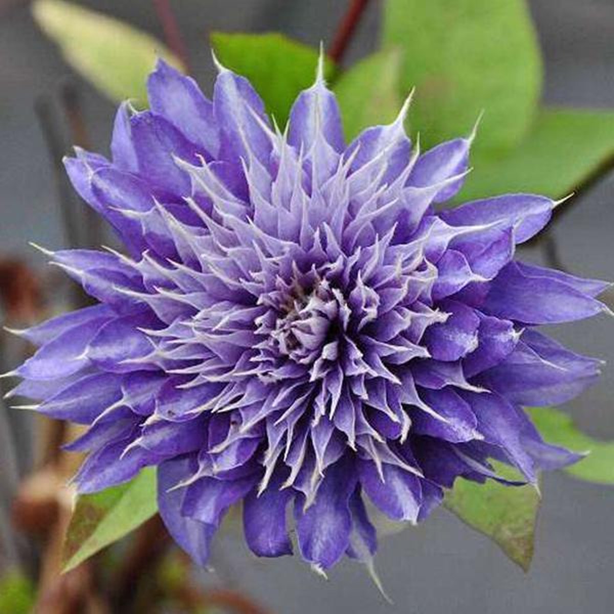 Hello Plants Clematis Multi Blue Bosrank - Klimplant - Ø 15 cm - Hoogte: 65 cm