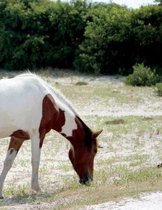 Horse Composition Book