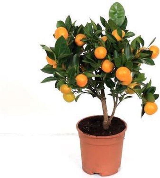 Citrus Calamondin Mandarijn 50cm hoog potmaat ∅14