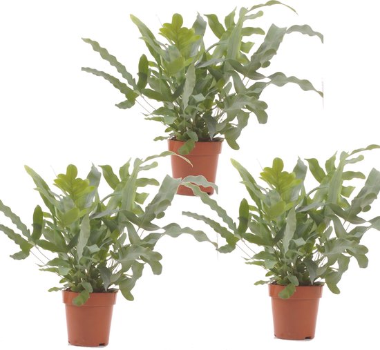 Lucht zuiverende varen (Phlebodium) - plant is 45 cm hoog - per 3 stuks