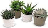 Hellogreen Kamerplant - Set van 4 - Vetplanten - 12 cm - 3D keramiek