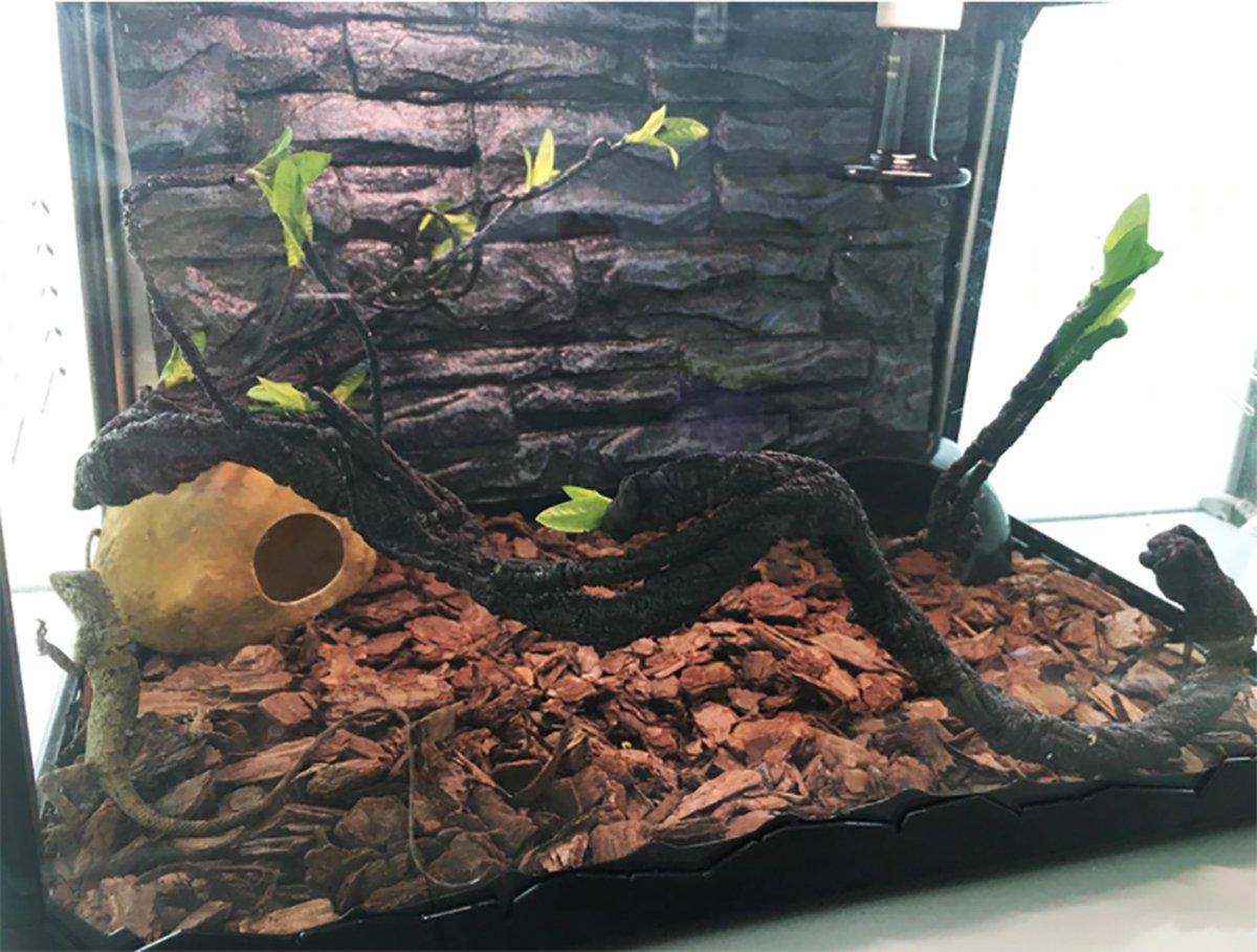 Terrarium Decoratie Wijnstok Kunstmatige Tak Ecosysteem Ornament