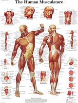 Het menselijk lichaam - anatomie poster spieren (Engels, papier, 50x67 cm) + ophangsysteem