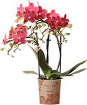 Find the perfect Orchidee for you