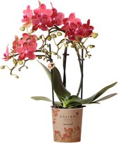 Kolibri Orchids | rode Phalaenopsis orchidee - Congo - potmaat Ø9cm | bloeiende kamerplant - vers van de kweker
