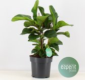 Kamerplant van Botanicly – Vioolplant – Hoogte: 40 cm – Ficus lyrata Bambino