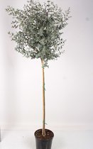 Kamerplant van Botanicly – Eucalyptus gunnii – Hoogte: 150 cm