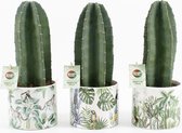 Cactussen van Botanicly – 3 × cadushi – Hoogte: 30 cm – Cereus Repandus