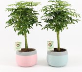 Kamerplanten van Botanicly – 2 × Vingerboom – Hoogte: 35 cm – Schefflera arboricola Luseana