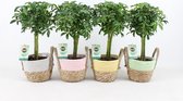 Kamerplanten van Botanicly – 4 × Vingerboom – Hoogte: 35 cm – Schefflera arboricola Luseana