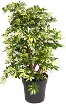 Kamerplant van Botanicly – Vingersboom – Hoogte: 80 cm – Schefflera Trinette