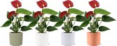 Bloemen van Botanicly – 4 × Flamingoplant – Hoogte: 15 cm – Anthurium