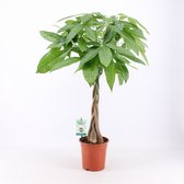 Kamerplant van Botanicly – Geldboom – Hoogte: 70 cm – Pachira aquatica