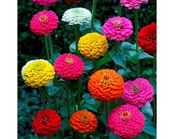 Zinnia zaden - Lilliput gemengd