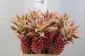 Ananas Bloem XL - VERSE DROOGBLOEMEN - Decoratieve tak -  55cm - 5 STUKS - GRATIS verzending