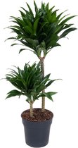 Dracaena Comp 045-15 ↨ 80cm - hoge kwaliteit planten