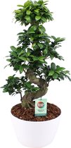 Ficus Gin Seng Bonsai met Wit Keramiek ↨ 70cm - hoge kwaliteit planten