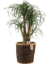 Beaucarnea (vertakt) in Kira mand ↨ 80cm - hoge kwaliteit planten