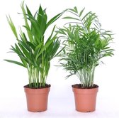 Mix Areca-palm en Chamaedorea-palm ↨ 40cm - 2 stuks - hoge kwaliteit planten