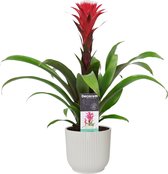 Decorum Guzmania Hope in ELHO ® Vibes Fold Rond (zijde wit) ↨ 45cm - planten - binnenplanten - buitenplanten - tuinplanten - potplanten - hangplanten - plantenbak - bomen - planten