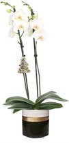 Dolomite Horizon Black Phal Wit 2T14+ ↨ 60cm - hoge kwaliteit planten