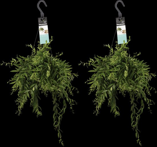 Duo Aeschynanthus japhrolepis ↨ 40cm – 2 stuks – hoge kwaliteit planten
