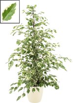 Ficus benjamina 'Twilight' in ELHO Brussels Round (soap) ↨ 105cm - planten - binnenplanten - buitenplanten - tuinplanten - potplanten - hangplanten - plantenbak - bomen - plantenspuit