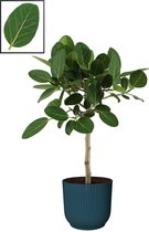 Ficus Ficus Benghalensis ‘Audrey’  in ELHO Vibes Fold Rond sierpot  (diepblauw) ↨ 90cm - planten - binnenplanten - buitenplanten - tuinplanten - potplanten - hangplanten - plantenb