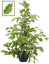Ficus benjamina ‘Golden King’ in ELHO Brussels Round (zwart) ↨ 105cm - planten - binnenplanten - buitenplanten - tuinplanten - potplanten - hangplanten - plantenbak - bomen - plant