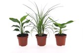 Combinatie Bananenplant, Beaucarnea en Strelitzia ↨ 35cm - 3 stuks - planten - binnenplanten - buitenplanten - tuinplanten - potplanten - hangplanten - plantenbak - bomen - plantenspuit