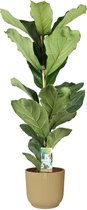 Ficus Lyrata in ELHO sierpot Vibes Fold Round (botergeel) ↨ 90cm - planten - binnenplanten - buitenplanten - tuinplanten - potplanten - hangplanten - plantenbak - bomen - plantenspuit