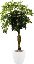Schefflera Gold Capella multivlecht met Elho brussels white ↨ 125cm - hoge kwaliteit planten