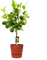 Citrus Bergamot in ELHO outdoor sierpot Greenville Rond (brique) ↨ 85cm - hoge kwaliteit planten