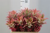 Ananas Bloem Small - VERSE DROOGBLOEMEN - Decoratieve tak - 40 CM - 5 stuks - GRATIS verzending