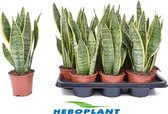 Kamerplant van Botanicly – Vrouwentongen – Hoogte: 40 cm – Sansevieria Laurentii