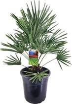 Kamerplant van Botanicly – Dwergwaaierpalm – Hoogte: 75 cm – Chamaerops Humilis