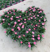 Dianthus I love you
