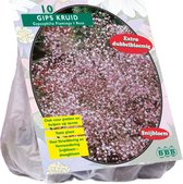 Baltus Gypsophilia Pan Roze bloembollen per 10 stuks