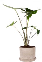 FloriaFor - Alocasia Zebrina Met Pot - - ↨ 100cm - ⌀ 24cm