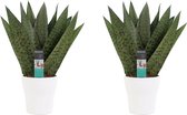 FloriaFor - Duo Sansevieria Zeylanica Met Sierpot Anna White - - ↨ 35cm - ⌀ 12cm