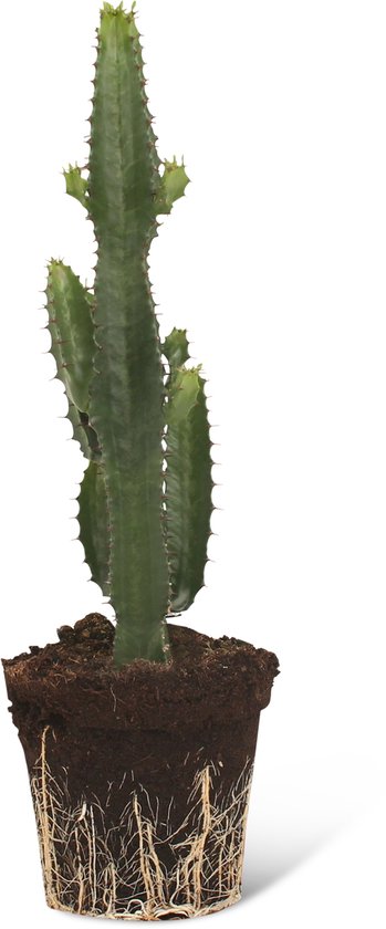 We Love Plants - Euphorbia Acrurensis - 75 cm hoog - Cactus