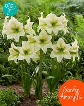 TUIN Amaryllis Forest Sunset® - Pakket van 5 bollen - bolmaat 30/32 - Season of Amaryllis