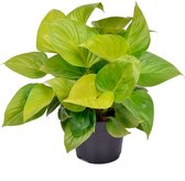 Homalomena rubescens 'Lemon Lime' - Biologische kamerplant - Tropische kamerplant - ↑ 40-60cm - Ø15cm