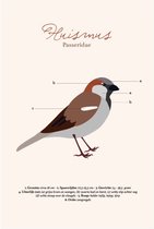 Poster - vogel - huismus - schoolplaat - 30x40 cm - wanddecoratie