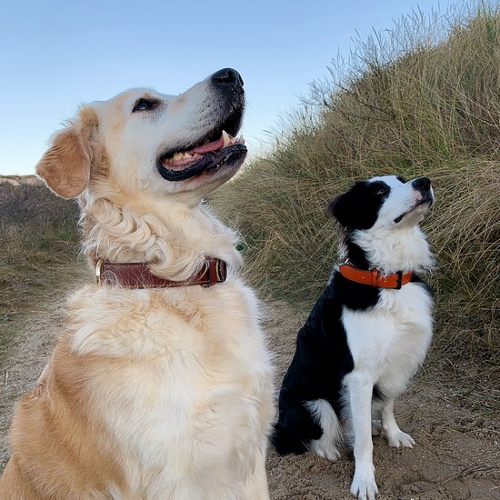 Golden retriever en border collie dragen bruine en oranje leren halsbanden.