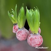 5 x Wax Hyacinten | rood glitter | grote bloem | gardenlovers